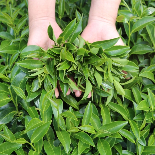 Trà Xanh Hương Dứa